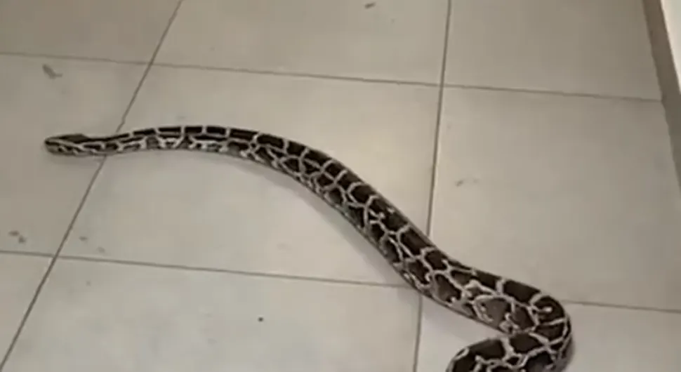 змија .webp